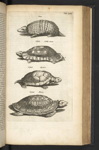 标签 LXXX，龟，插图选自《Historiæ naturalis de quadrupetibus 作者 年轻的玛利亚人马陶斯