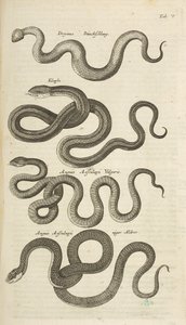 标签 V，蛇，插图选自《Historiæ naturalis de quadrupetibus 作者 年轻的玛利亚人马陶斯