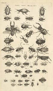 表 XIII，甲虫，《Historiæ naturalis de quadrupetibus》插图 作者 年轻的玛利亚人马陶斯