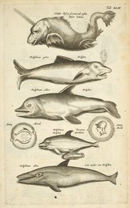 表 XLIII，海豚，插图选自《Historiæ naturalis de quadrupetibus 作者 年轻的玛利亚人马陶斯