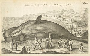 标签 XLII，鲸，选自《Historiæ naturalis de quadrupetibus》的插图 作者 年轻的玛利亚人马陶斯