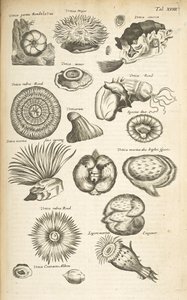 表 XVIII，海洋生物，插图选自《Historiæ naturalis de quadrupetibus》，第 2 卷 作者 年轻的玛利亚人马陶斯