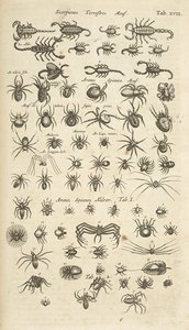 表 XVIII，陆生蝎子和蛛形纲动物，《Historiæ naturalis de quadrupetibus》插图 作者 年轻的玛利亚人马陶斯