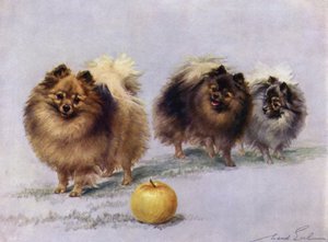 Hall Hall Walkers Pomeranians夫人中的三位 作者 莫德伯爵