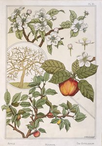 苹果树、果实和花朵，选自《植物百科全书》，约 1900 年（彩色石版画）