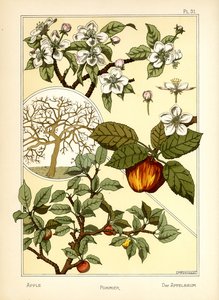 苹果树（彩色平版）