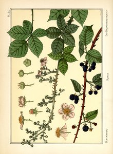 黑莓布什（彩色光刻） 作者 莫里斯·皮拉德·维尔纽尔