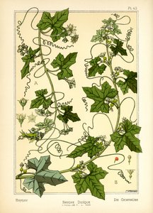 Bryony（彩色光刻） 作者 莫里斯·皮拉德·维尔纽尔