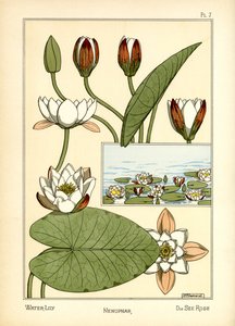 睡莲》（彩色石版画） 作者 莫里斯·皮拉德·维尔纽尔