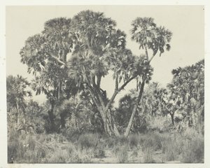 Doums棕榈树，上埃及，184951年，1852年印刷。