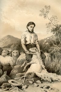 绵羊剪毛，1879年