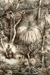 塔斯马尼亚森林场景，1879年