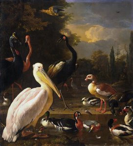 被称为 "浮羽 "的水池附近的鹈鹕和其他鸟类 作者 Melchior d'Hondecoeter