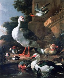 17世纪的古典园林水禽 作者 Melchior de Hondecoeter