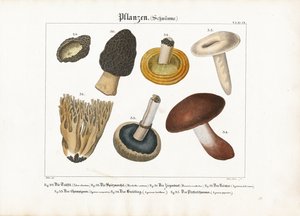 食用菌和毒蘑菇