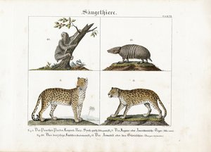 外来哺乳动物大型猫科动物、树懒和犰狳