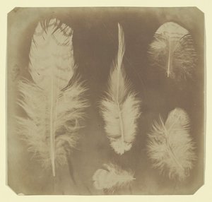 鸡的羽毛，约1840年。 作者 Mervyn Herbert Nevil 的故事 Maskelyne