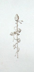 来自迈克尔-法拉第剪贴簿的图画（纸上笔墨）。 作者 迈克尔·法拉第