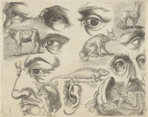 附有绘画示例的学习单：眼睛、头和动物
绘画示例（系列名称） 作者 阿德里亚恩·科拉特