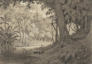 玉名附近的森林风景 作者 米歇尔·让·卡萨邦