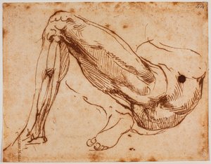 腿部研究 作者 米开朗基罗（Michelangelo Buonarroti）