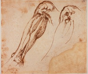 两条腿的研究 作者 米开朗基罗（Michelangelo Buonarroti）