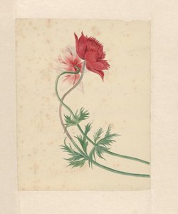 两根树枝各插一朵花 作者 米歇尔·范·休森