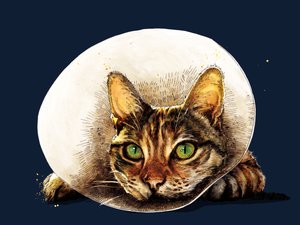 午夜蓝《康复猫》，2020 作者 迈克·戴维斯