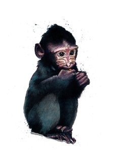 白色的小猕猴，2020