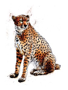 白色猎豹，2020 年
