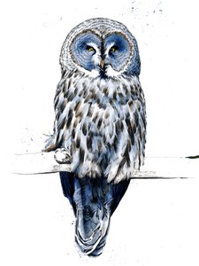 2019年，白色的大灰猫头鹰 作者 迈克·戴维斯