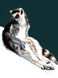 午夜蓝中的懒狐猴，2020