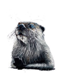 白底水獭，2020