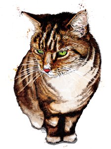白猫上的虎皮猫, 2020