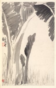 香蕉植物，1788年。
