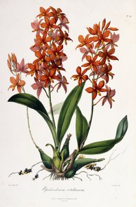 卡特兰蛋黄c.1837-41