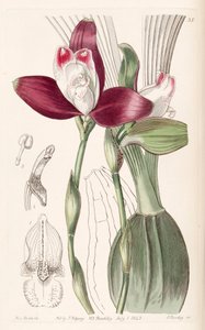 大叶Lycaste（作为同步Lycaste Plana） 作者 德雷克小姐