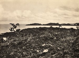 Building an Empire in the Fascist age: Lake Tana. Ethiopia, 09/05/1936 (b/w photo) 作者 莫迪斯蒂诺·巴尔迪内蒂