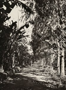 在法西斯时代建立一个帝国：切伦的一片果林，1936年5月9日（黑白照片）。 作者 莫迪斯蒂诺·巴尔迪内蒂