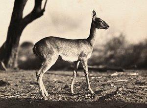 Building an Empire in the Fascist age: a goat of Setit, 09/05/1936 (b/w photo) 作者 莫迪斯蒂诺·巴尔迪内蒂