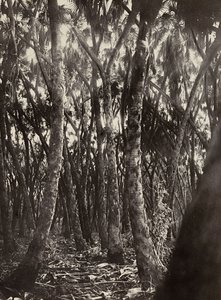 在法西斯时代建立一个帝国：杜姆棕榈树林，1936年5月9日（黑白照片）。 作者 莫迪斯蒂诺·巴尔迪内蒂