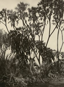 在法西斯时代建立一个帝国：杜姆棕榈树林，1936年5月9日（黑白照片）。 作者 莫迪斯蒂诺·巴尔迪内蒂