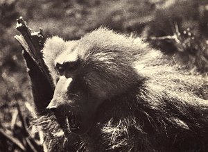 法西斯时代的“建立帝国”：一只猴子，09/05/1936（黑白照片） 作者 莫迪斯蒂诺·巴尔迪内蒂