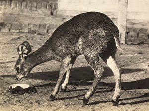 在法西斯时代建立一个帝国：一只羚羊，1936年5月9日（黑白照片）。 作者 莫迪斯蒂诺·巴尔迪内蒂