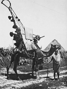 在法西斯时代建立一个帝国：为婚礼仪式提供装饰的骆驼，1936年5月9日（黑白照片）。 作者 莫迪斯蒂诺·巴尔迪内蒂