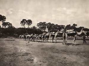 在法西斯时代建立一个帝国：骆驼大篷车，1936年5月9日（黑白照片）。 作者 莫迪斯蒂诺·巴尔迪内蒂