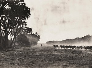 在法西斯时代建立一个帝国：牛群被赶往Gasc河，1936年5月9日（黑白照片）。 作者 莫迪斯蒂诺·巴尔迪内蒂
