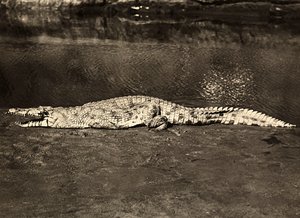 在法西斯时代建立一个帝国：鳄鱼，1936年5月9日（黑白照片）。 作者 莫迪斯蒂诺·巴尔迪内蒂
