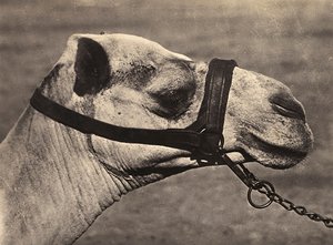 在法西斯时代建立一个帝国：比谢里骆驼的头，1936年5月9日（黑白照片）。 作者 莫迪斯蒂诺·巴尔迪内蒂