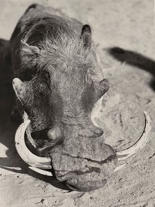 在法西斯时代建立帝国：野猪头，1936年5月9日（黑白照片）。 作者 莫迪斯蒂诺·巴尔迪内蒂